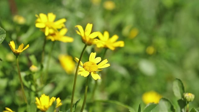 yellow daisies on a windy day in the countryside