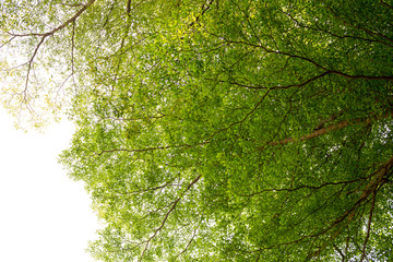 Fototapeta premium Tropical trees