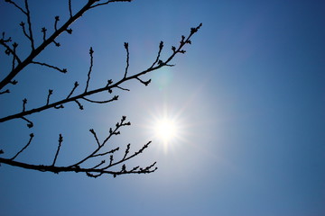 桜のつぼみと太陽