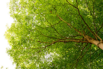 Obraz premium Tropical trees