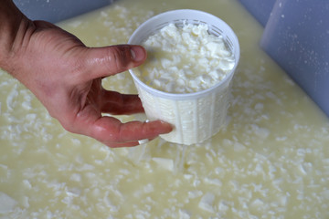 Envasando queso,mini mozzarela.escurriendo queso.queso blanco.