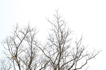 Fototapeta na wymiar tree branches isolated on white background