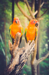 Portrait of blue-green-and-yellow amazon's parrot - in dark and