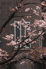 Cherry blossom in Sapporo