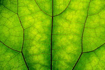 Texture of green leaf and veins