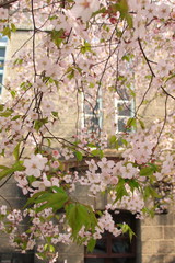cherry blossom in Sapporo