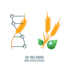 Healthy and gmo food concept. Vector illustration of organic wheat and genetically modified wheat. Farming and agriculture illustration of cereals, barley or rye ears. Do you know what you're eating. - obrazy, fototapety, plakaty