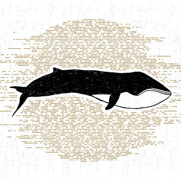 Hand drawn textured icon with fin whale vector illustration
