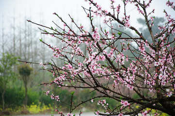 The beautiful blooming peach flowers in the fog
