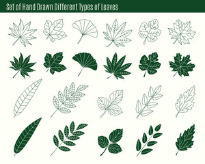 Naklejka premium Set of hand drawn different types of leaves.