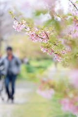 Fototapeta premium 淀水路 河津桜