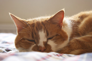 Pet cat dozing on bed