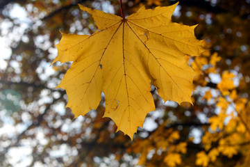 Yellow maple leaf on a branch