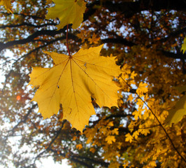 Yellow maple leaf on a branch