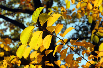 Yellow autumn leaves on a branch