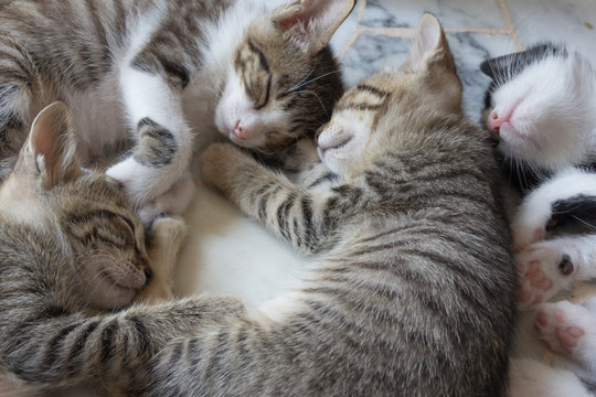 Cuccioli di gatto che dormono