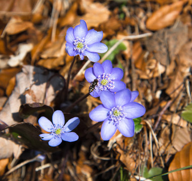 Leberbl&uuml;mchen