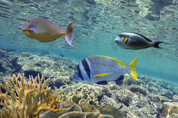Fototapeta na wymiar Tropical fish and Hard corals in the Red Sea, Egypt