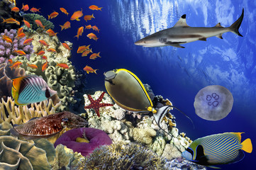 Coral Reef and Tropical Fish in Sunlight