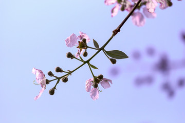 Fototapeta na wymiar Background of lagerstroemia, Beautiful Purple flower