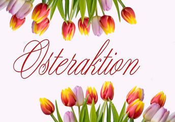 Tulpen Dekoration mit Schriftzug Osteraktion vor weißem Hintergrund