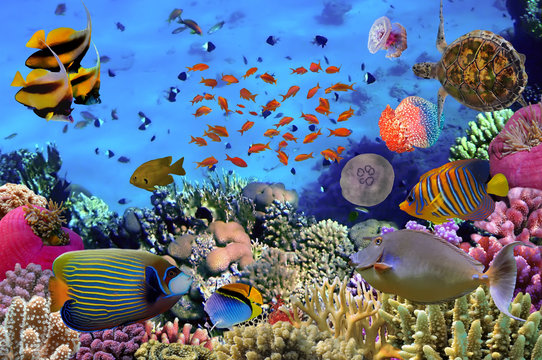 Colorful coral reef with many fishes and sea turtle. Red Sea