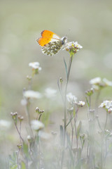  male orange tip butterfly anthocharis cardamines