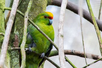 Red-Crowned Kakariki