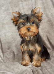 Puppy on textile background