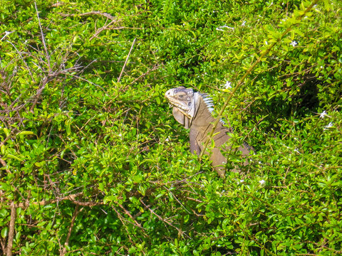 Closeup of  Iguana in the rain forest on island of Guadeloupe, Basse-Terre in French West Indies, Caribbean.