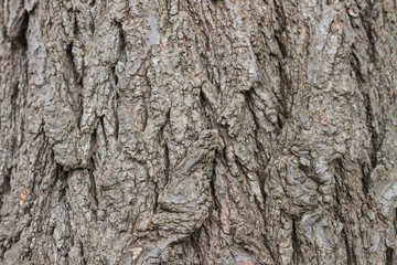 Texture or background of tree bark