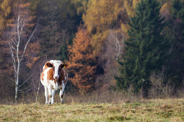 Kuh auf der weide