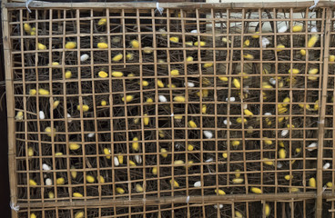 Silkworm pupae in a wooden frame, Vietnam