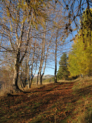 Fototapeta premium Sentier de montagne en automne dans une forêt