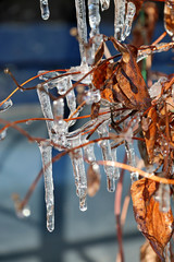 обледенелое растение поздней весной 