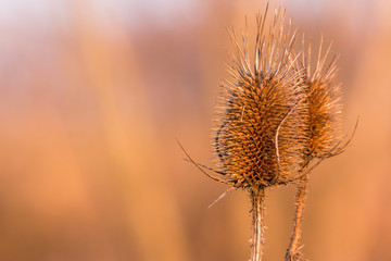 Obraz premium Thistle at sunset, Slovakia