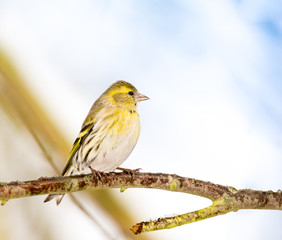 Eurasian siskin sitting on the branch of a tree