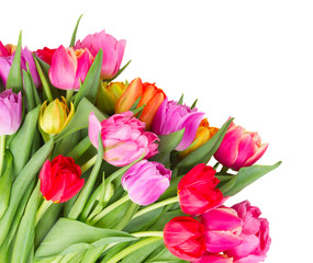bouquet of  pink, purple and red  tulips