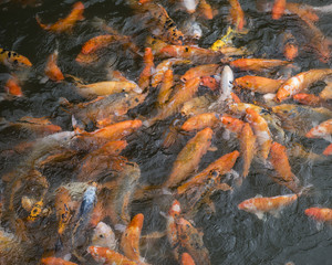 Obraz na płótnie Canvas Goldfish at the Imperial City in Hue, Vietnam