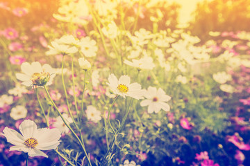cosmos flower and sunlight in field meadow with vintage tone.