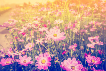 Fototapeta na wymiar cosmos flower and sunlight in field meadow with vintage tone.