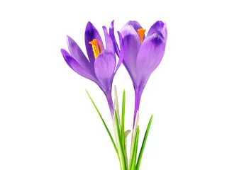 Photo sur Plexiglas Crocus Deux crocus violets, isolés sur blanc