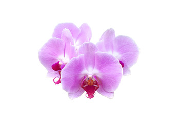Fototapeta na wymiar Purple orchid blossoms, isolated on white