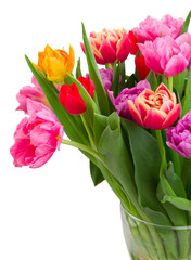 bouquet of  pink, purple and red  tulips