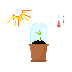Timeline infographic of planting tree process
