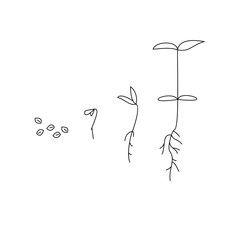 Timeline infographic of planting tree process