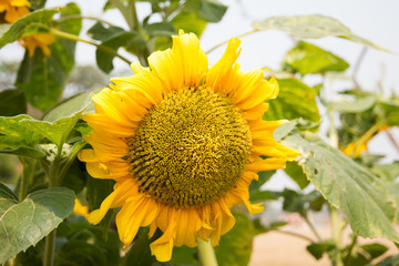 Obraz premium Sunflower