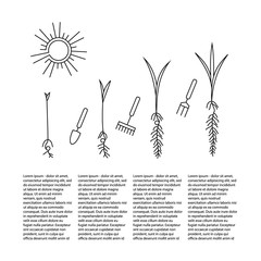 Timeline infographic of planting tree process