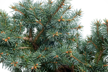 Picea pungens Glauca Globosa