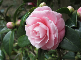 Ancient japanese cultivar of pink Camellia japonica flower known as Otome Tsubaki
